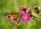 Meadow Brown by Judy Smith LRPS DPAGB BPE3 COMMENDED